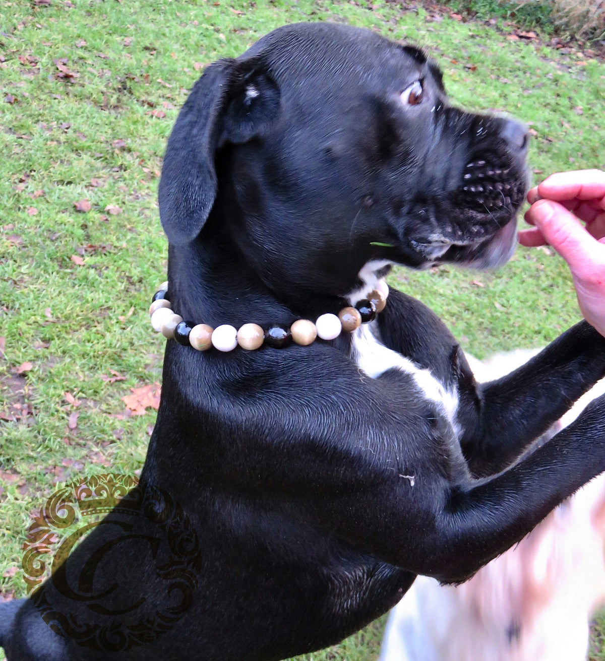 handmade dog collars | honden halsband | collarcrafts | collars & leashes | dogcollar | collar | hondenband | Kattenhalsband | bead dog collars | cat mood collar | beaded dog collar | beaded dog collars | wooden bead dog collars | alu max com dog collars | beaded collars for dogs | rainbow dog collars