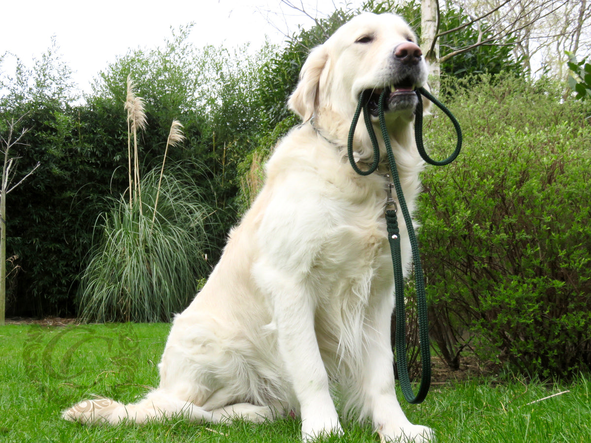 Dog Leash Emerald Green Durable Handmade Leash Large Dog Green Leash Washable Dog Lead CollarCrafts

