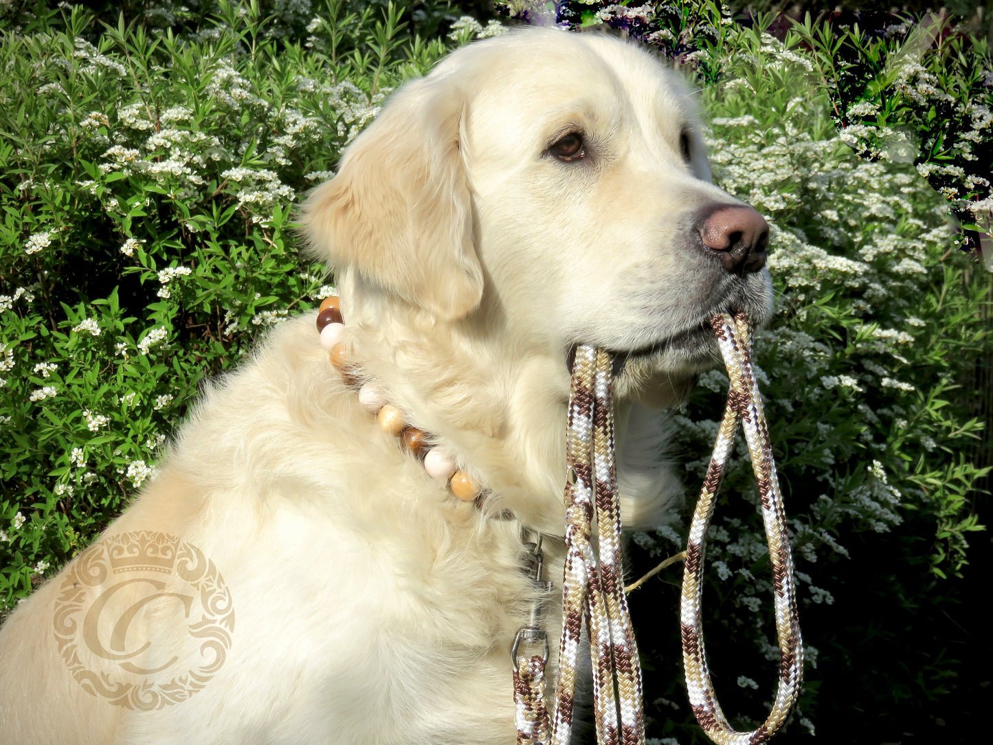 Leashes CollarCrafts | dogcollar | collar | hondenhalsband | hondenband | Kattenhalsband | bead dog collars | cat mood collar | beaded dog collar | beaded dog collars | wooden bead dog collars | alu max com dog collars | beaded collars for dogs | rainbow dog collars | collarcrafts