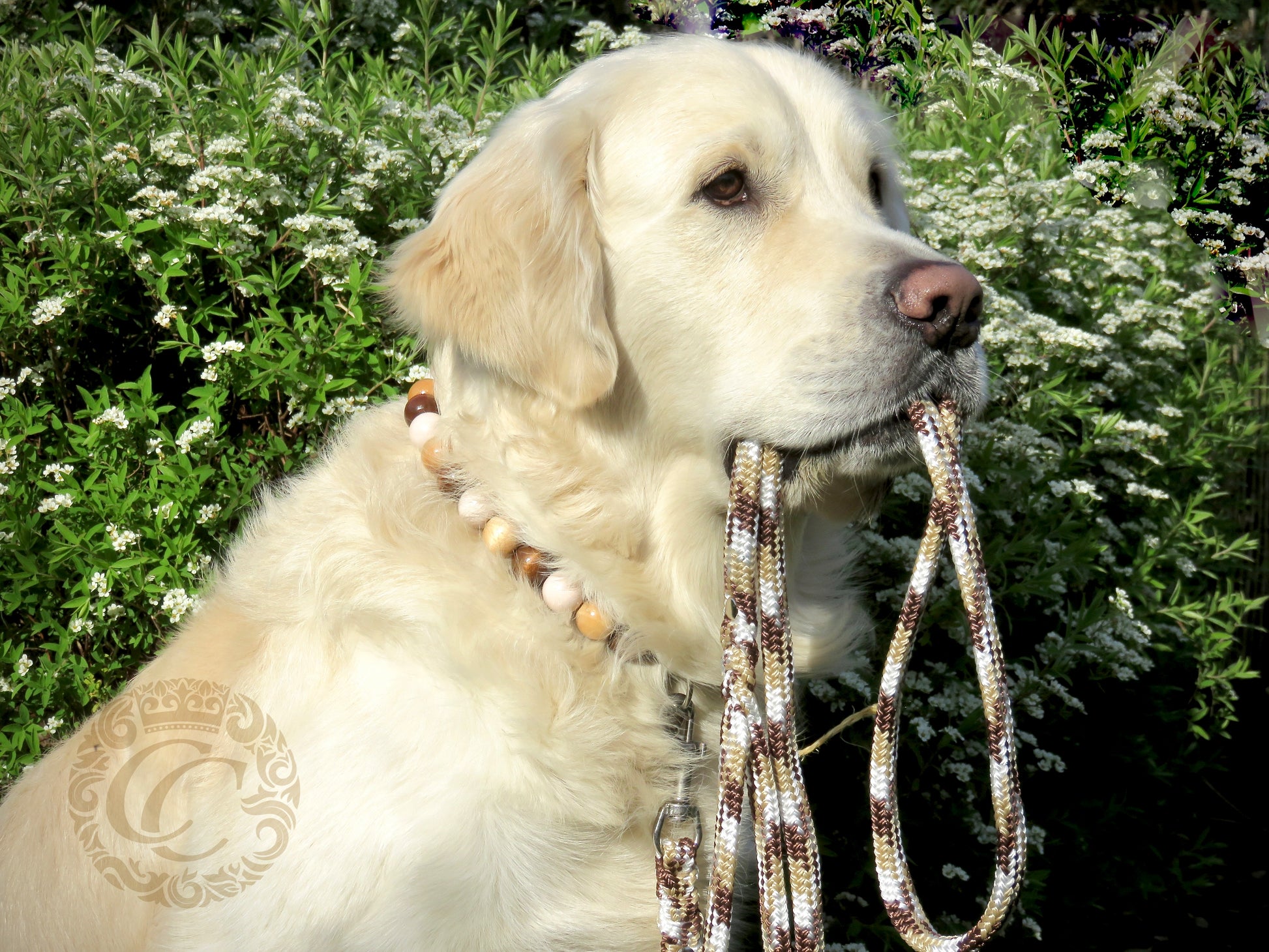 Leashes CollarCrafts | dogcollar | collar | hondenhalsband | hondenband | Kattenhalsband | bead dog collars | cat mood collar | beaded dog collar | beaded dog collars | wooden bead dog collars | alu max com dog collars | beaded collars for dogs | rainbow dog collars | collarcrafts
