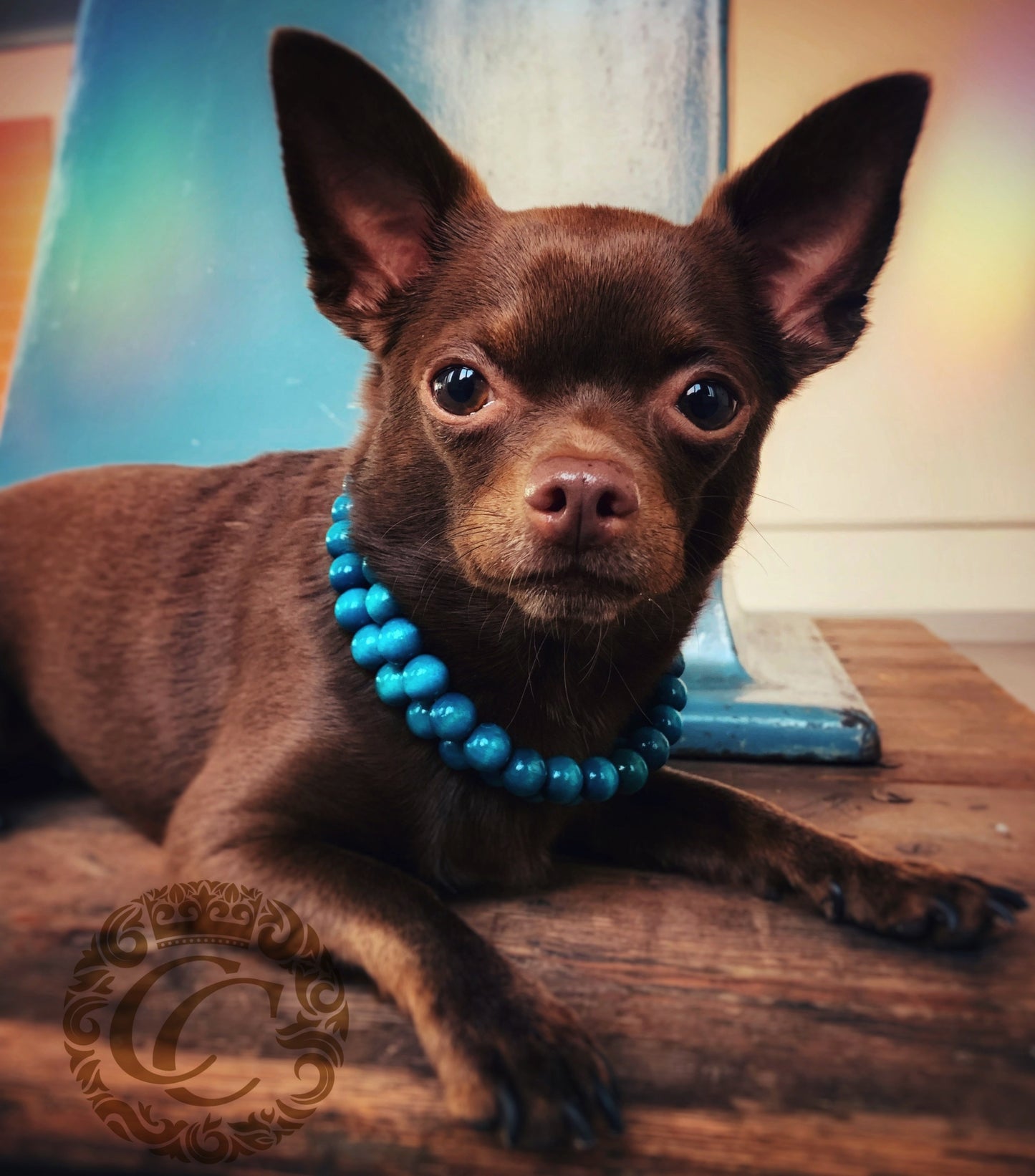 Dog collar Double Aquamarine | Dog Collars | Cat Collars | CollarCrafts | dogcollar | collar | hondenband | Kattenhalsband | bead dog collars | cat mood collar | beaded dog collar | beaded dog collars | wooden bead dog collars | alu max com dog collars | beaded collars for dogs | rainbow dog collars