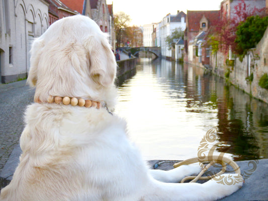 handmade dog collars | honden halsband | collarcrafts | collars & leashes | dogcollar | collar | hondenband | Kattenhalsband | bead dog collars | cat mood collar | beaded dog collar | beaded dog collars | wooden bead dog collars | alu max com dog collars | beaded collars for dogs
