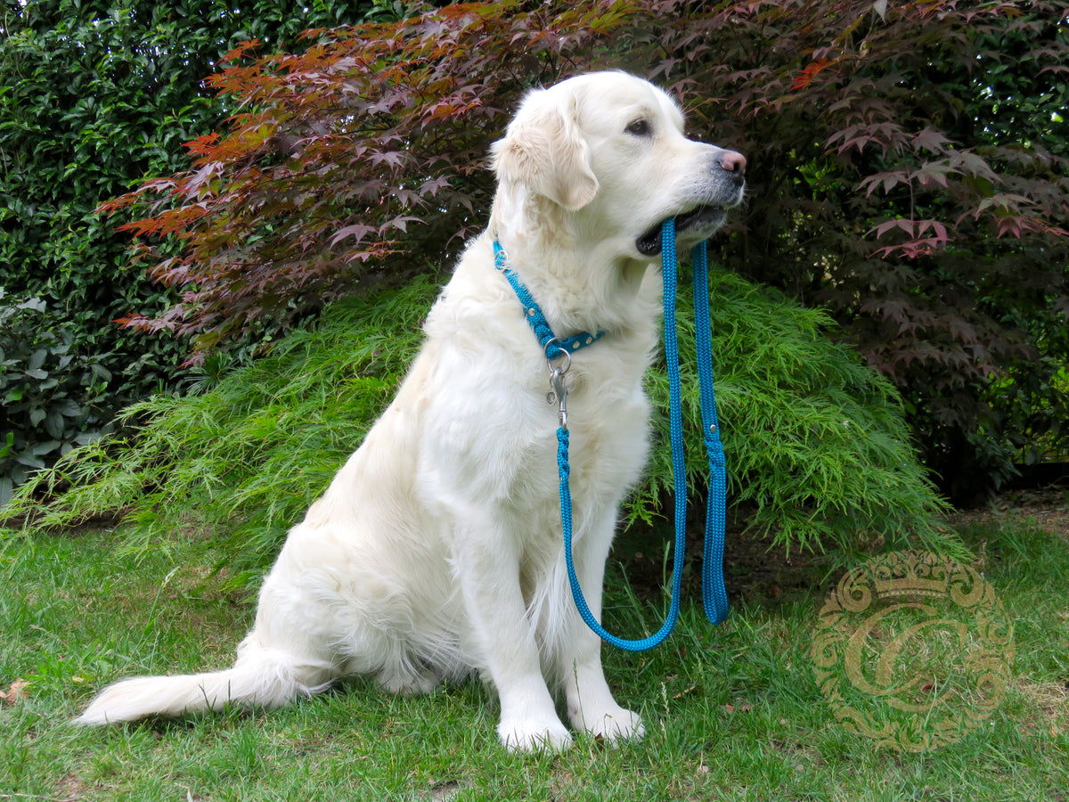 Slip collar for dogs | custom dog collar | hondenhalsband | paracord dog collars | retriever collar set | retriever collar | dog collars and leashes | slip dog collars | paracord dog collars | paracord collars for dogs | slip collars and leashes pracord | collarcrafts