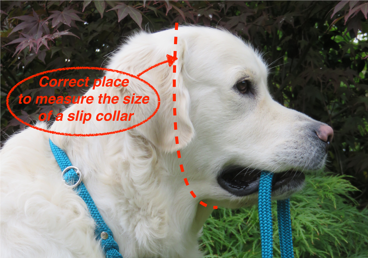 Slip collar for dogs | custom dog collar | hondenhalsband | paracord dog collars | retriever collar set | retriever collar | dog collars and leashes | slip on dog collars | paracord dog collars | paracord collars for dogs | slip collars and leashes pracord | collarcrafts