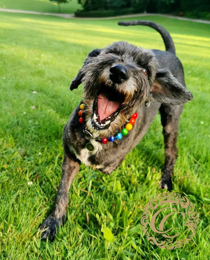 handmade dog collars collarcrafts / honden halsbanden | dogcollar | collar | hondenhalsband | Luxury dg collars | bead dog collars | mood collar | beaded dog collar | beaded dog collars | martingale dog collars | alu max com dog collars | beaded collars for dogs | rainbow dog collars | Happy Colors Mini dog collar on Suki the tripod doggy 
