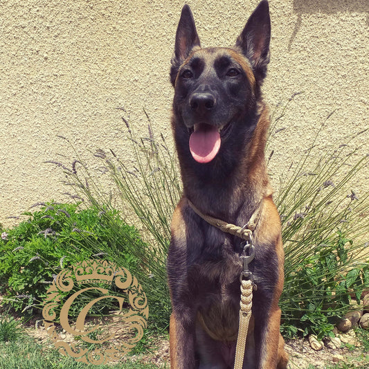 Slip collar for dogs | custom dog collar | hondenhalsband | paracord dog collars | retriever collar set | retriever collar | dog collars and leashes | slip dog collars | paracord dog collars | paracord collars for dogs | slip collars and leashes pracord | collarcrafts