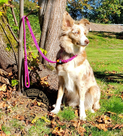Dog slip leash CollarCrafts | leiband | leash | hondenhalsband | honden leiband | custom leashes | durable dog leash | dog leads | parcord dog leashes | retriever leash | slipleash | alu max com dog collars | leashes and collars for dogs | paracord slip leash | handmade dog leads | collarcrafts