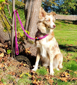 Dog slip leash CollarCrafts | leiband | leash | hondenhalsband | honden leiband | custom leashes | durable dog leash | dog leads | parcord dog leashes | retriever leash | slipleash | alu max com dog collars | leashes and collars for dogs | paracord slip leash | handmade dog leads | collarcrafts