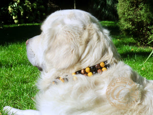 Dog collar "Double Midi Yellow" | Dog Collars | Cat Collars | CollarCrafts | dogcollar | collar | hondenhalsband | hondenband | Kattenhalsband | bead dog collars | cat mood collar | beaded dog collar | beaded dog collars | wooden bead dog collars | alu max com dog collars | beaded collars for dogs | rainbow dog collars | collarcrafts