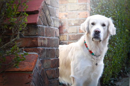 dog collar | dogcollar | collar | hondenband | Kattenhalsband | dogcollar | collar | hondenhalsband | hondenband | Kattenhalsband | bead dog collars | cat mood collar | beaded dog collar | beaded dog collars | wooden bead dog collars | alu max com dog collars | beaded collars for dogs | rainbow dog collars | collarcrafts
