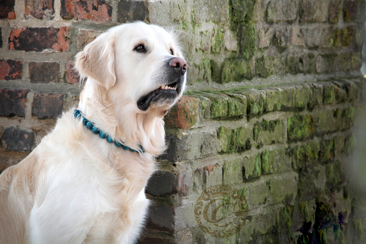 dog collar | dogcollar | collar | hondenband | Kattenhalsband | bead dog collars | cat mood collar | beaded dog collar | beaded dog collars | wooden bead dog collars | alu max com dog collars | beaded collars for dogs  | dogcollar | collar | hondenhalsband | hondenband | Kattenhalsband | bead dog collars | cat mood collar | beaded dog collar | beaded dog collars | wooden bead dog collars | alu max com dog collars | beaded collars for dogs | rainbow dog collars | collarcrafts