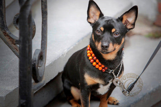 Handmade dog collar Double Foxy | Dog Collars | CollarCrafts | halsbanden | dogcollar | collar | bead dog collars | mood collar | beaded dog collar | beaded dog collars | wooden bead dog collars | alu max com dog collars | beaded collars for dogs | rainbow dog collars