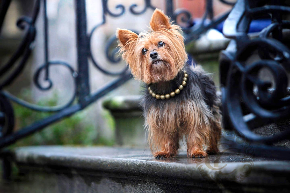 Dog collar Golden Classic Mini | Dog Collars | CollarCrafts |  dogcollar | halsband | collar | hondenhalsband | custom dog collars | glam collar | martingale dog collar | luxury dog collars | wooden bead dog collars | alu max com dog collars | beaded collars for dogs | golden dog collars | collarcrafts