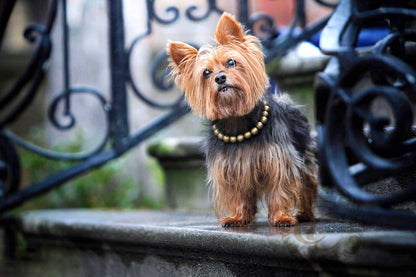 Dog collar Golden Classic Mini | Dog Collars | CollarCrafts |  dogcollar | halsband | collar | hondenhalsband | custom dog collars | glam collar | martingale dog collar | luxury dog collars | wooden bead dog collars | alu max com dog collars | beaded collars for dogs | golden dog collars | collarcrafts