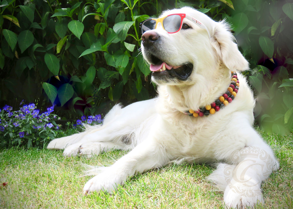 Dog collar "4th July" | Dog Collars | CollarCrafts | dogcollar | collar | bead dog collars | cat mood collar | beaded dog collar | beaded dog collars | wooden bead dog collars | alu max com dog collars | beaded collars for dogs | rainbow dog collars