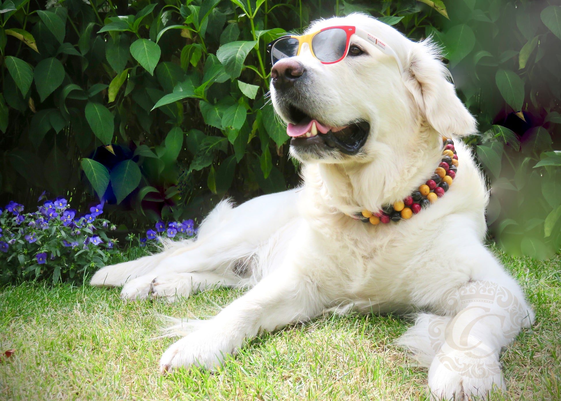 Dog collar "4th July" | Dog Collars | CollarCrafts | dogcollar | collar | bead dog collars | cat mood collar | beaded dog collar | beaded dog collars | wooden bead dog collars | alu max com dog collars | beaded collars for dogs | rainbow dog collars