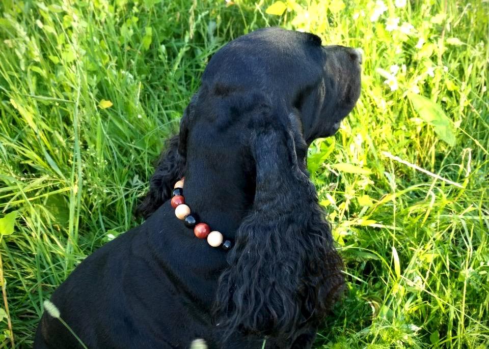 dog collar collarcrafts halsband honden | collar | dogcollar | hondenhalsband | bead dog collars | mood collar | beaded dog collar | beaded dog collars | wooden bead dog collars | alu max com dog collars | beaded collars for dogs | rainbow dog collars | collarcrafts