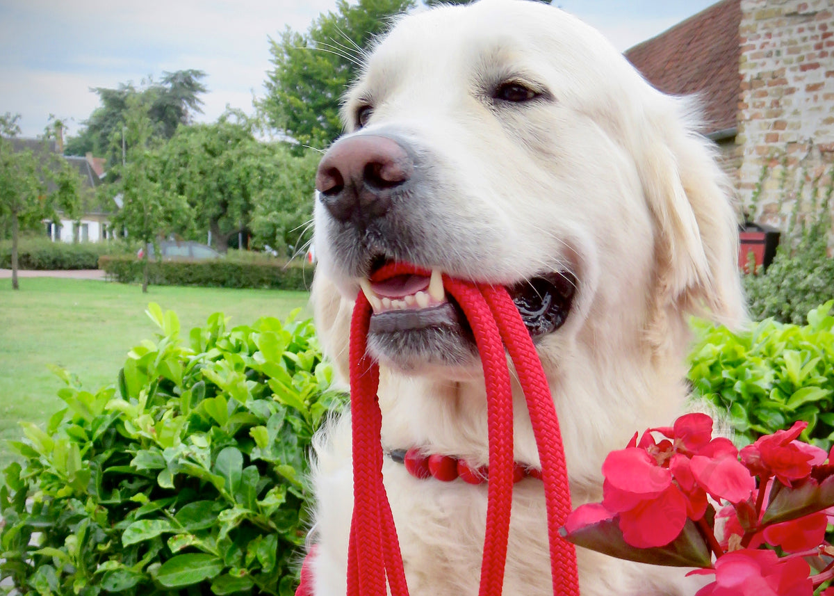 Dog collar Sweet Cherry | Red dog collar |designer dog collar | luxury dog collars | hondenhalsband | collarcrafts | halsband | dogcollar | collar | honden halsketting | rode halsband | bead dog collars | red collar leash set | dog necklace collar | martingale dog collars | wooden bead dog collars | alu max com dog collars | beaded collars for dogs | red dog collars
