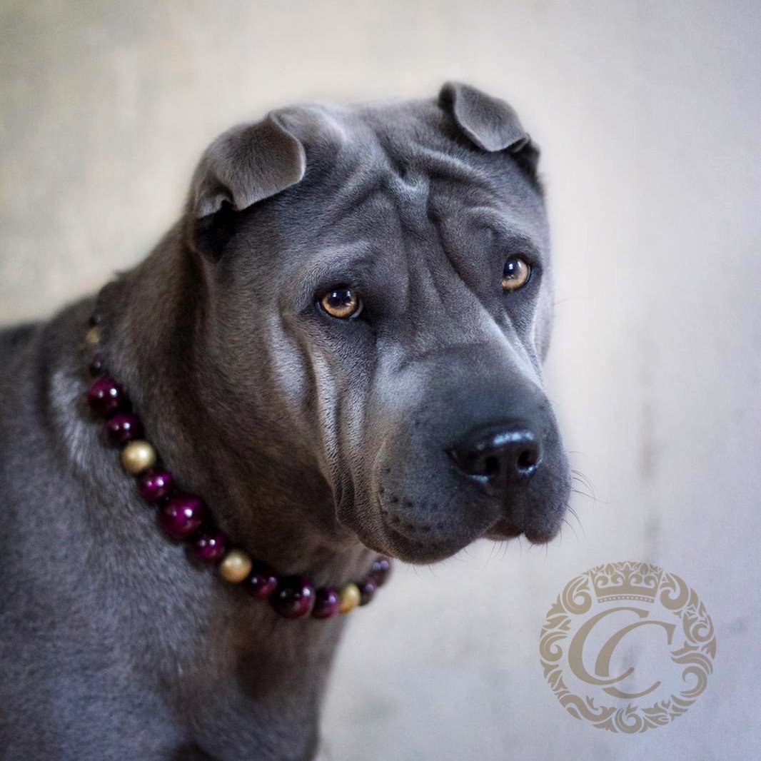 Dog collar Burgundy Queen | Dog Collars | Cat Collars | CollarCrafts | dogcollar | collar | hondenband | Kattenhalsband | bead dog collars | cat mood collar | beaded dog collar | beaded dog collars | wooden bead dog collars | alu max com dog collars | beaded collars for dogs | rainbow dog collars