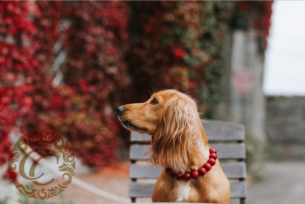 Dog collar Sweet Cherry | Red dog collar |designer dog collar | luxury dog collars | hondenhalsband | collarcrafts | halsband | dogcollar | collar | honden halsketting | rode halsband | bead dog collars | red collar leash set | dog necklace collar | martingale dog collars | wooden bead dog collars | alu max com dog collars | beaded collars for dogs | red dog collars