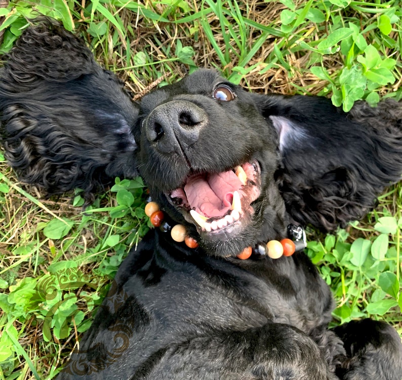 dogcollar | collar | hondenhalsband | hondenband | Kattenhalsband | bead dog collars | cat mood collar | beaded dog collar | beaded dog collars | wooden bead dog collars | alu max com dog collars | beaded collars for dogs | rainbow dog collars | collarcrafts
